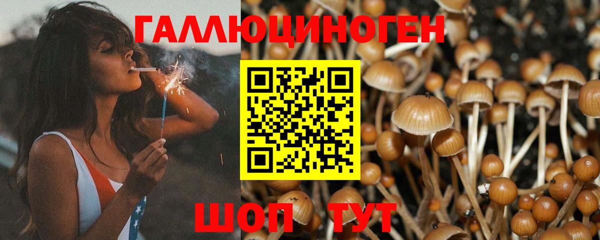 Мурино  где продают наркотики  Вход с VPN  Галлюциногенные грибы мицелий 